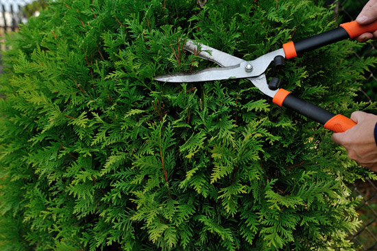 Shrub Pruning