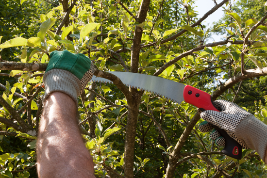 Tree trimming